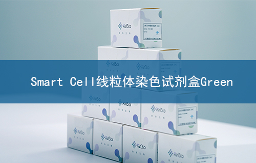 Smart Cell线粒体染色试剂盒Green